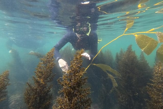 Snorkeling through the kelp!